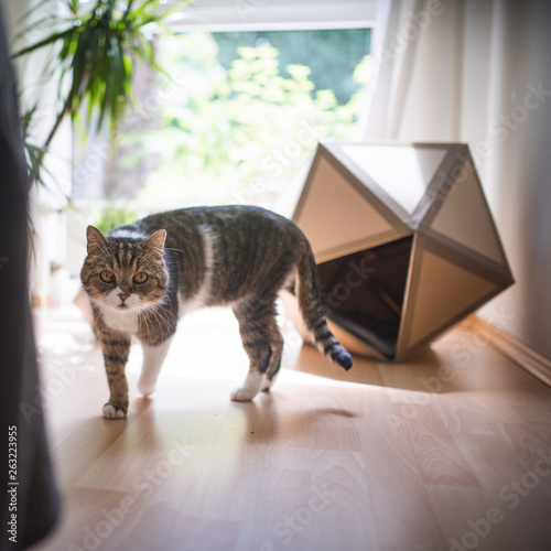 tabby british shorthair cat coming out of selfmade pet cave photo