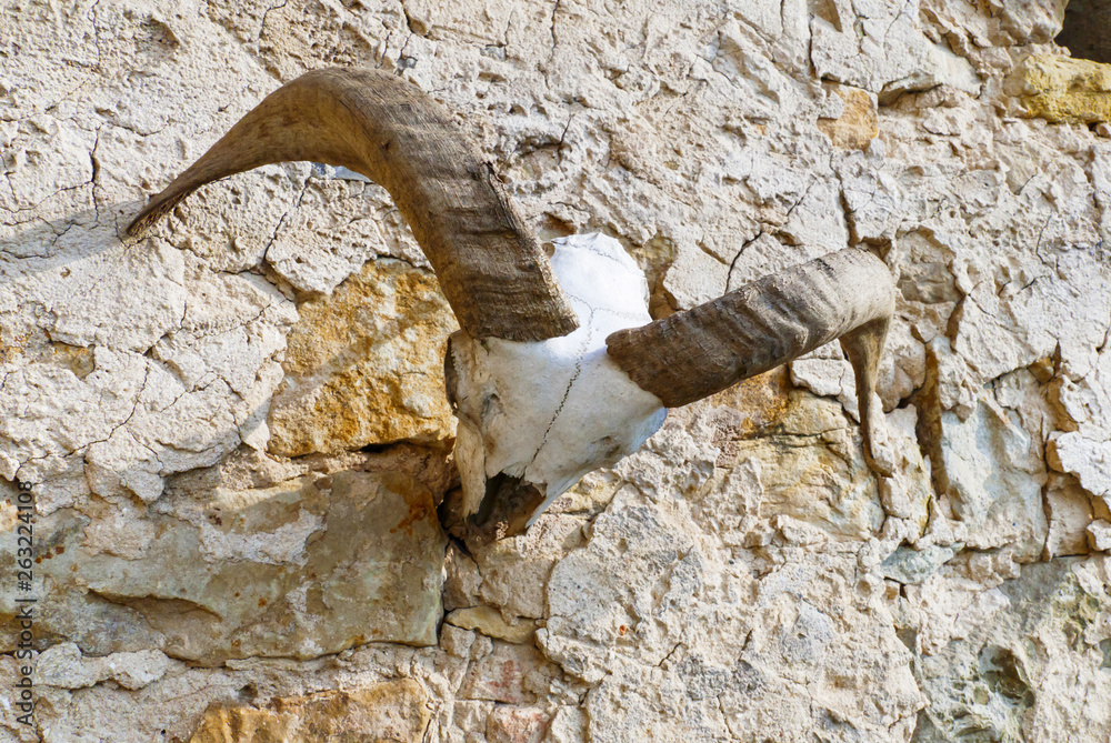 Schädel, skelett einer Ziege, mit großen, gebogenen Hörner, hängt an ...