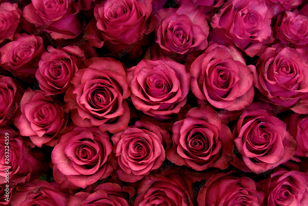 Big bunch of fresh dark pink roses in bouquete close up texture background 