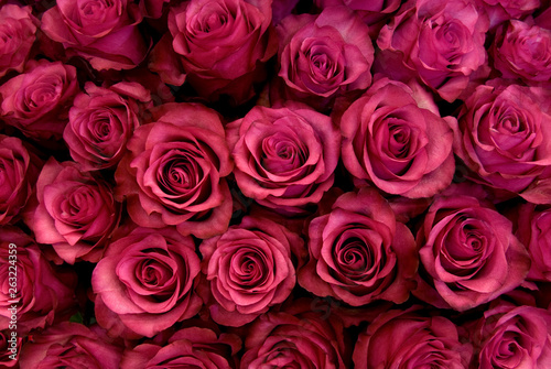 Big bunch of fresh dark pink roses in bouquete close up texture background 