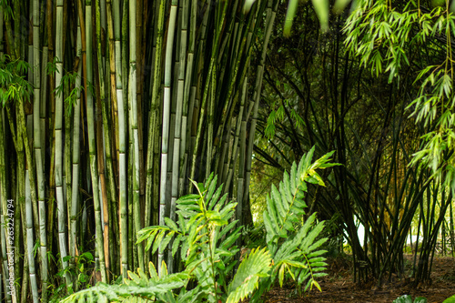Green Bamboo