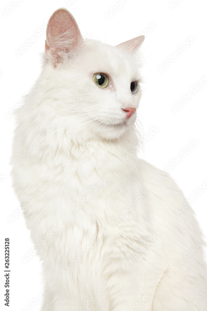 Turkish Angora cat on white background