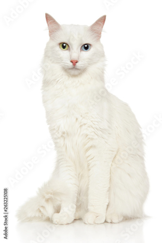 Bilde på lerret Turkish Angora cat on a white background