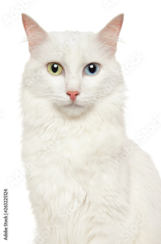 фотографія Turkish Angora (Angora cat)