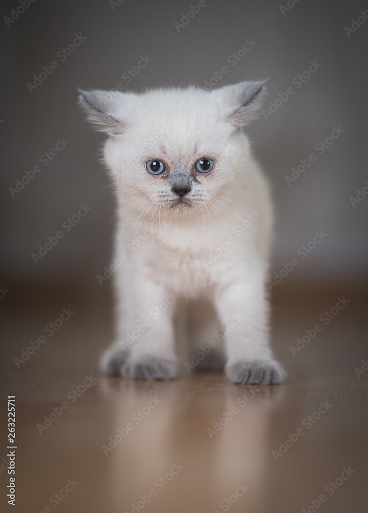 front view of a cream colored british shorthair kitten with ears folded back