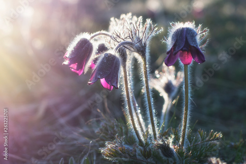 The pasque-flowers (Pulsatilla nigricans) blossoms in the steppe. The flowers are covered with drops of dew. Photo in the backlight. photo