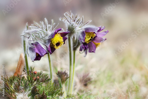 Wallpaper Mural Large flowers of pasque-flowers (Pulsatilla nigricans), which bloom in the meadow. Close-up photo. Torontodigital.ca