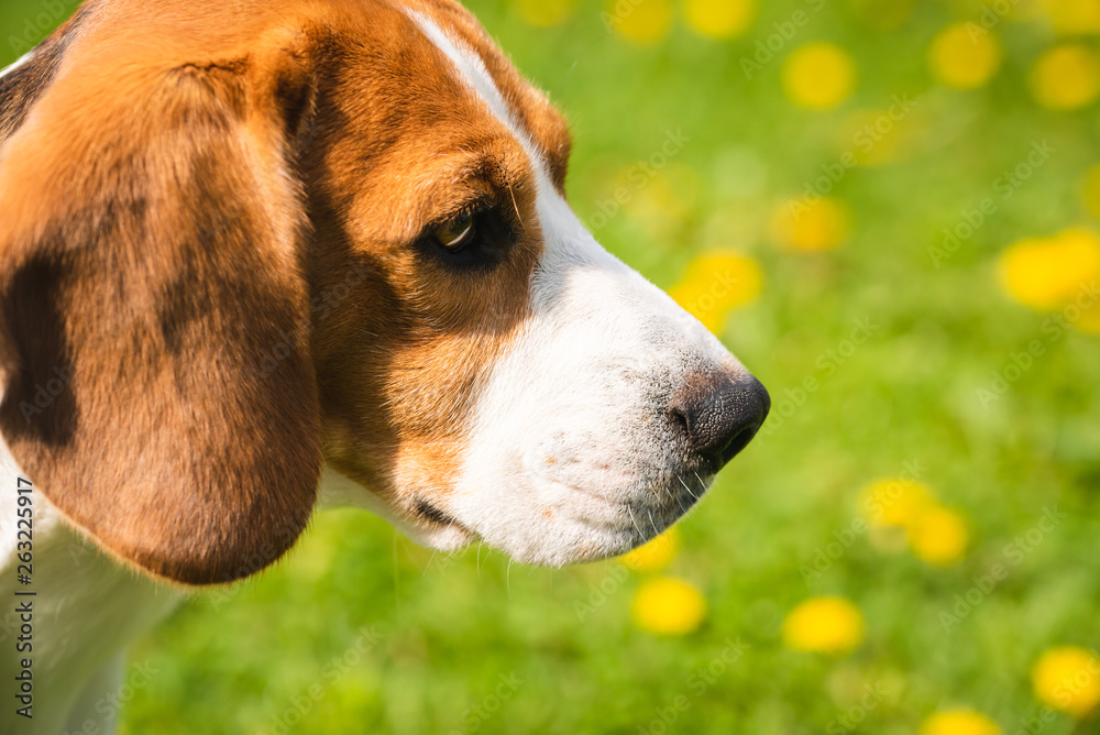 Beagle dog head in a garden with big ears.