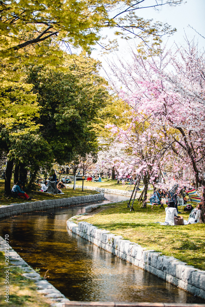 Cherry blossom park near Hiroshima Castle, Japan