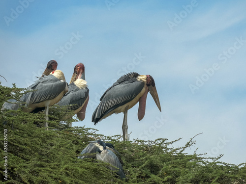nesting marabou storks in a tree at lake bogoria  kenya
