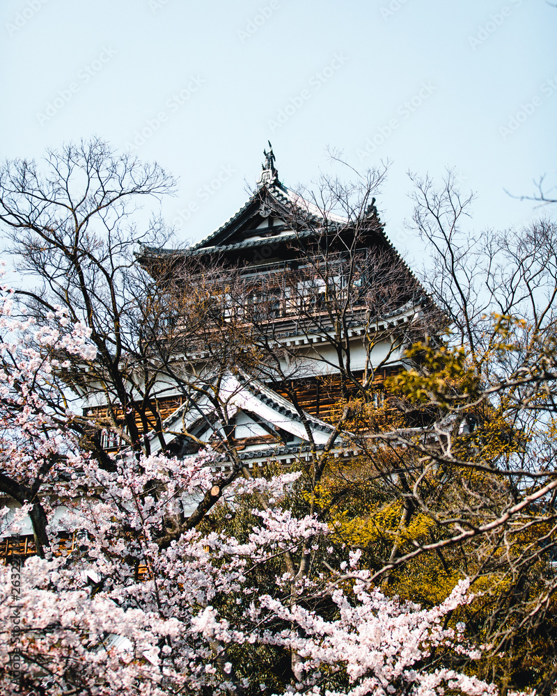 Hiroshima Castle covered in cherry blossoms and flowers Hiroshima Castle covered in cherry blossoms and flowers
