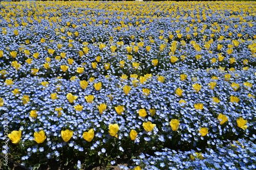 spring flower tsurumi park photo