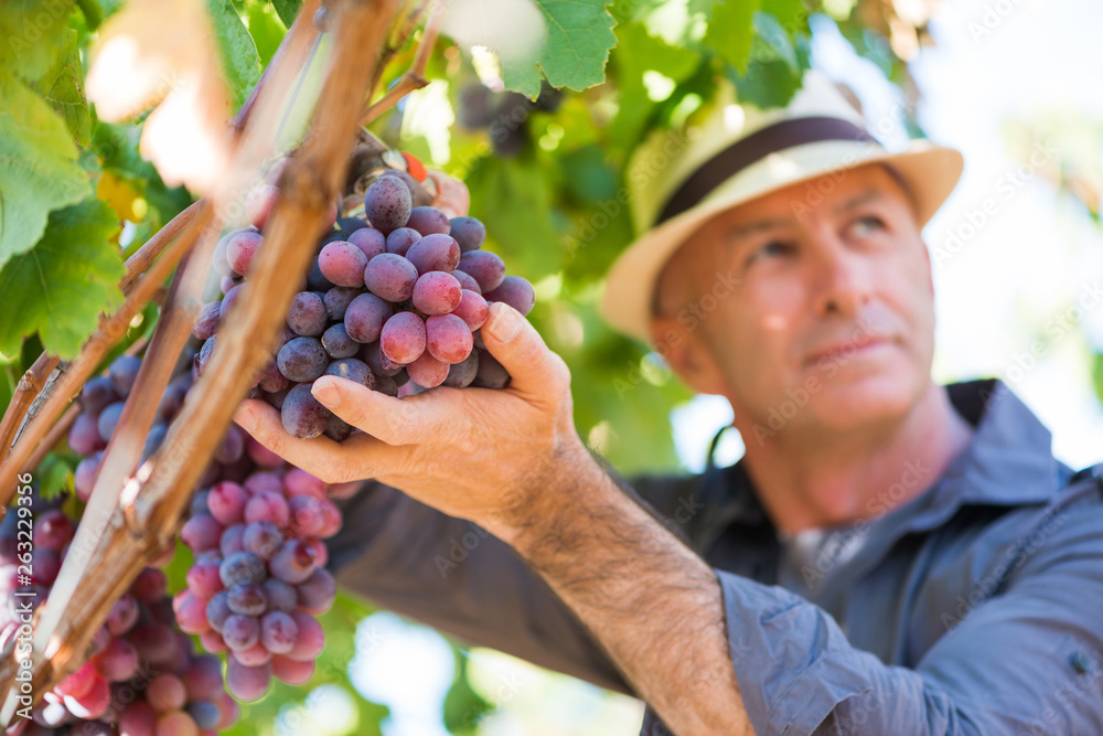 Obraz premium Winegrower man in straw hat picking ripe grapes