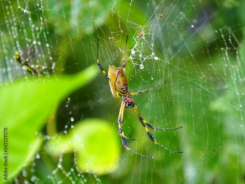 Big spider on spiderweb