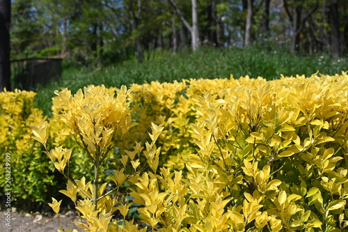 spring flower tsurumi park photo