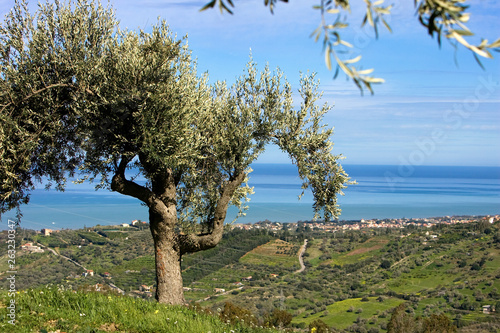 Ulivo, campagna, uliveto e ulivi photo