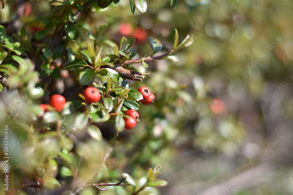 Zwergmispel (Cotoneaster) - rote Beeren im Sonnenlicht Zwergmispel (Cotoneaster) - rote Beeren im Sonnenlicht