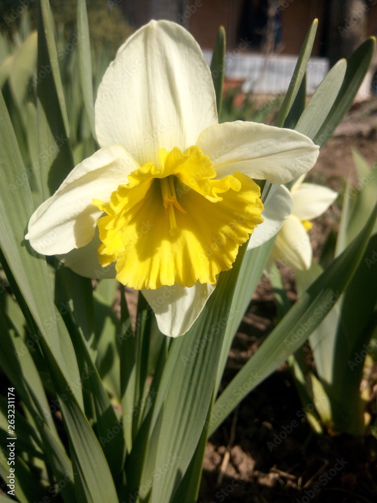 Fototapeta premium Narcissus closeup with green leaves