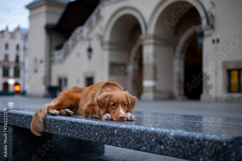 Nova Scotia Duck Tolling Retriever Dog in the city. Travel with a pet. Old city