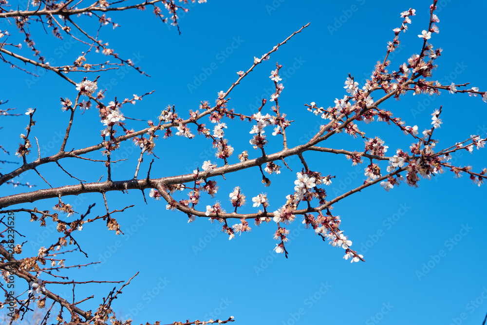 branches of tree with blue sky in background branches of tree with blue sky in background