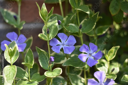Großes Immergrün (Vinca major)