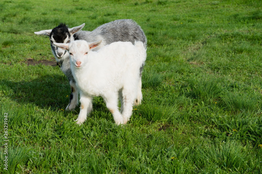 cute white little goats on a green meadow