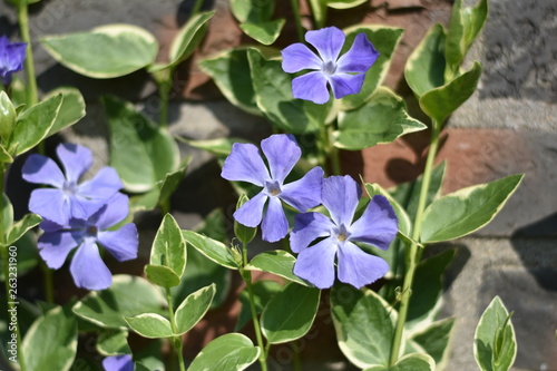 Großes Immergrün (Vinca major)
