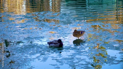 ducks on spring ice