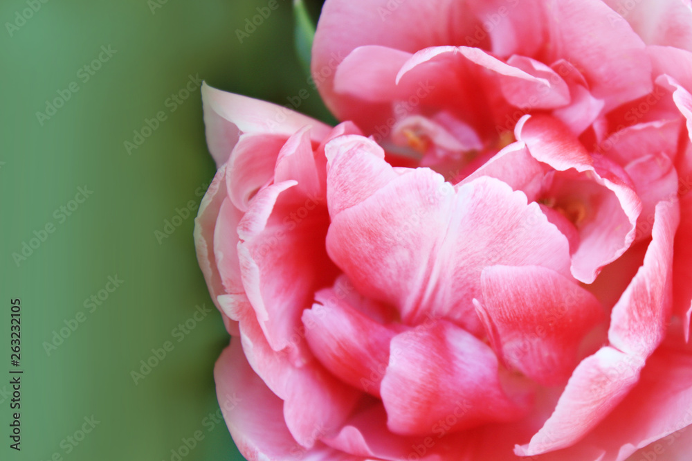 Pink rose tulip background in the garden Pink rose tulip background in the garden
