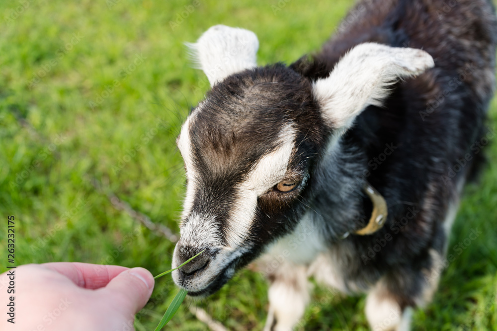 A man feeds a horned goat grass from the hand to the ranch