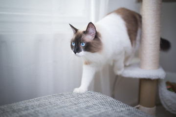 Seal Bicolour Ragdoll Cat walking from scratching post to sofa