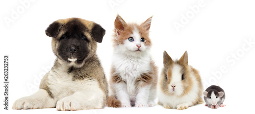 kitten and rabbit and puppy...