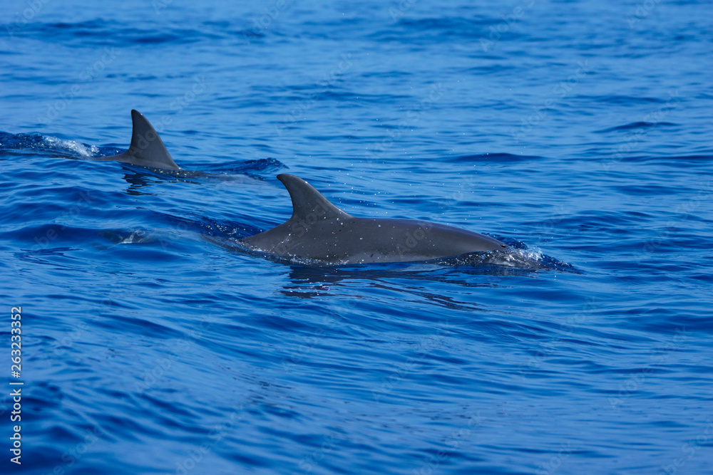 Fototapeta premium 小笠原の海を泳ぐハシナガイルカの群れ