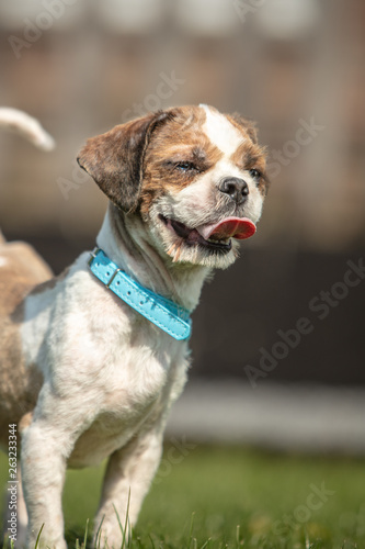 dog breed Shih-Tzu waiting for a new family in animal shelter in Belgium