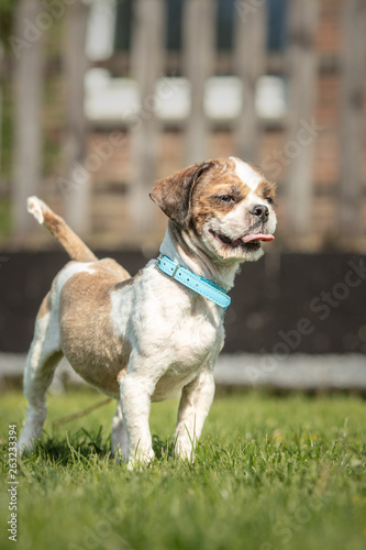 dog breed Shih-Tzu waiting for a new family in animal shelter in Belgium