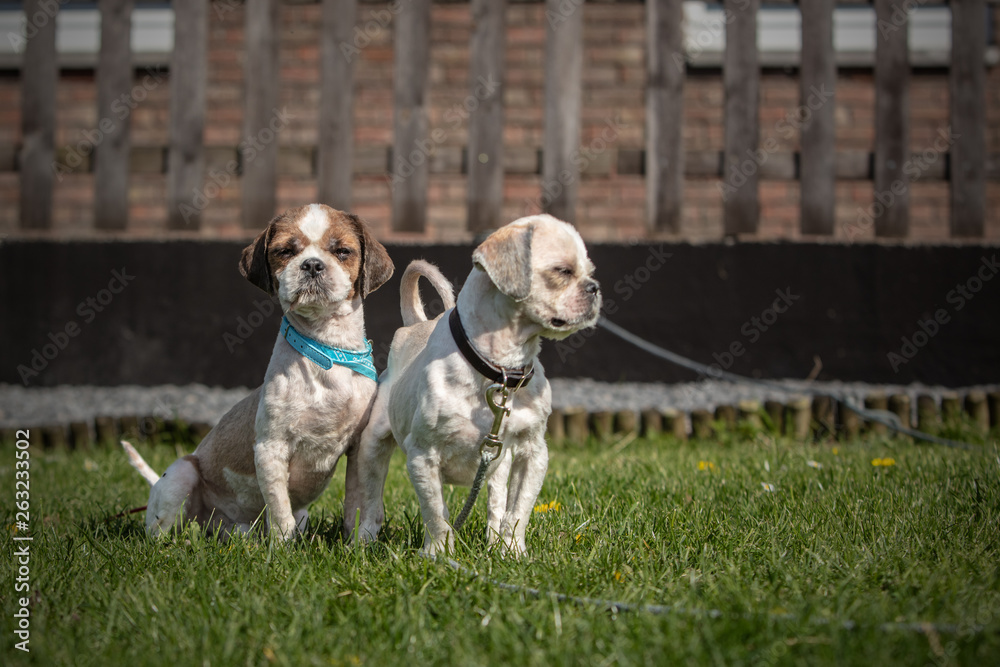 dog breed Shih-Tzu waiting for a new family in animal shelter in Belgium dog breed Shih-Tzu waiting for a new family in animal shelter in Belgium