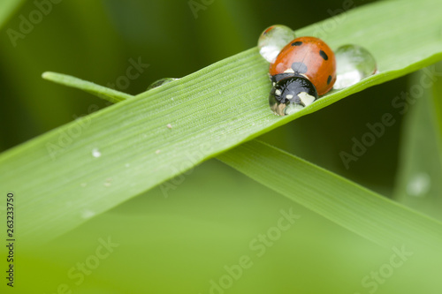  ladybug through a drop of dew. funny world of spring nature 