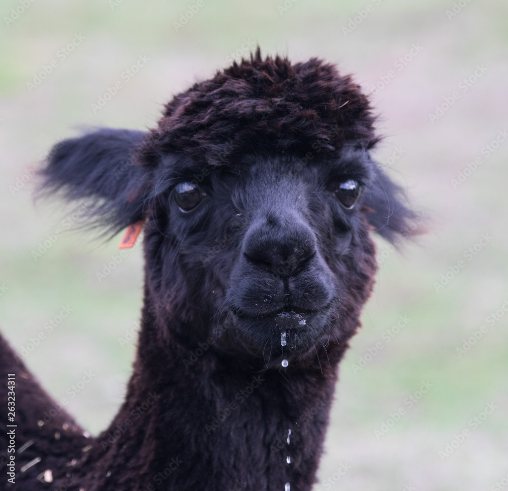 Black llama ,Lama glama, portrait looking at the camera. Selective nose focus.