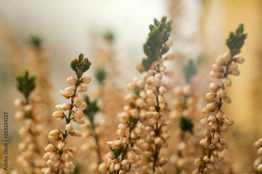 Naklejka premium Heather (Calluna vulgaris) plant for broom production.
