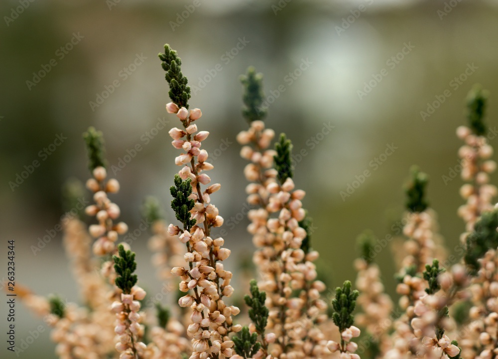 Heather (Calluna vulgaris) plant for broom production.