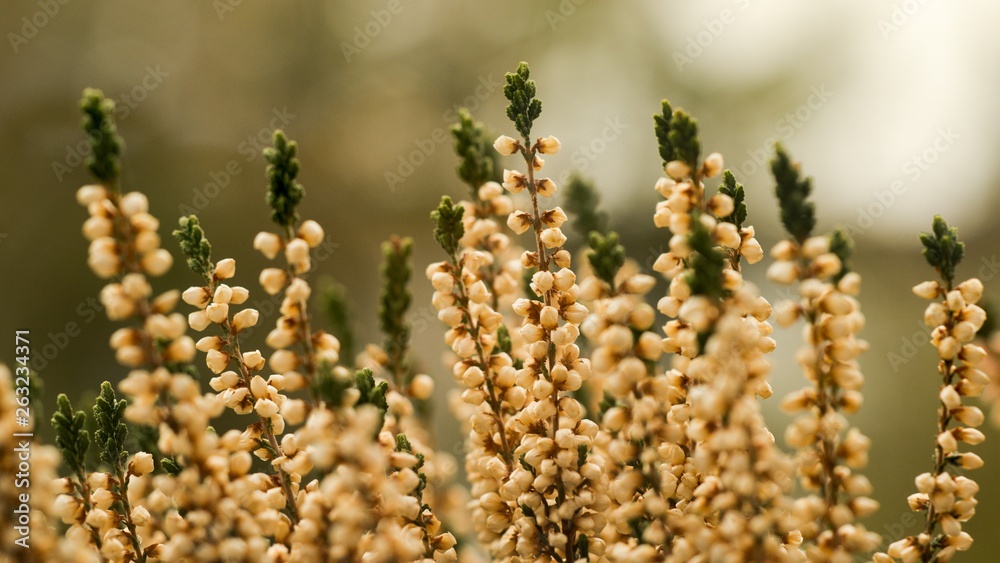 Heather (Calluna vulgaris) plant for broom production. Heather (Calluna vulgaris) plant for broom production.