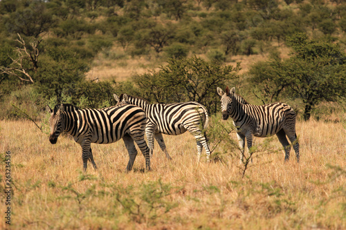 Herd of Burchell' s zebras in an South African national park