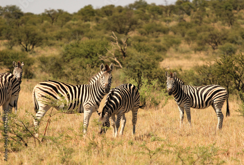 Herd of Burchell  s zebras in an African game reserve