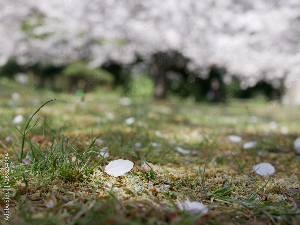 桜の花びら 桜の花びら