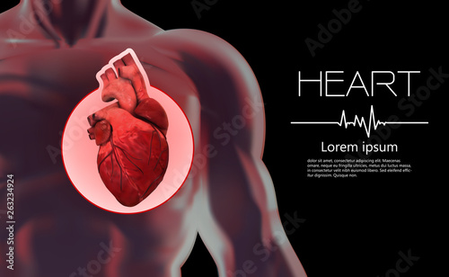 Anatomy of the human heart