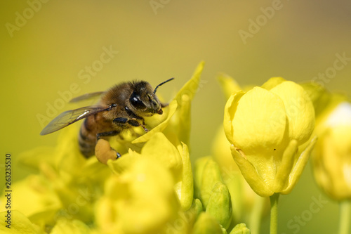 菜の花の蜜を集めるミツバチ © shota