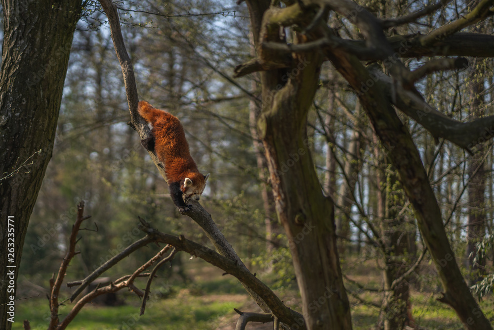 Red panda climbing down from the tree Red panda climbing down from the tree