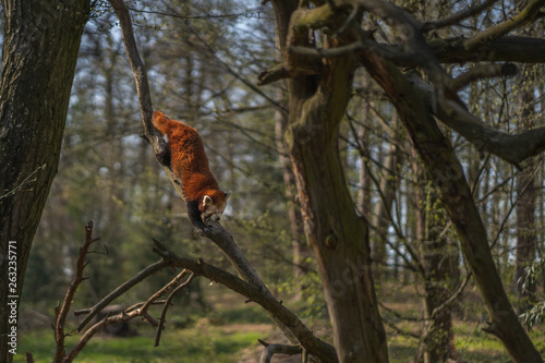 Fototapeta Naklejka Na Ścianę i Meble -  Red panda climbing down from the tree