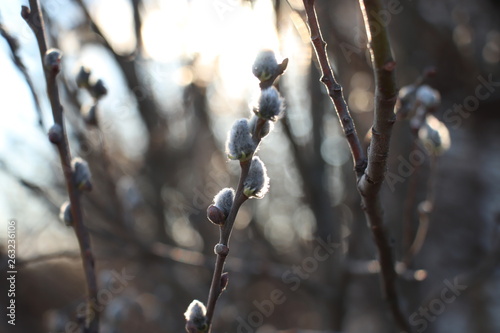 Willow branches close up in the rays of the sun