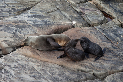 New Zealand Fur Seal, Arctocephalus forsteri, long-nosed fur seal with its baby puppy. Australasian fur seal, South Australian fur seal.